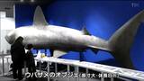「地球にはこんなでかいサメがいるんだなぁ」国内唯一サメ博物館「シャークミュージアム」リニューアルオープン 宮城・気仙沼市|TBS NEWS DIG