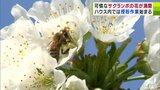 サクランボの花ほぼ満開で受粉作業はじまる 約6万匹のミツバチも“花粉運び”を手伝う “フルーツ王国”青森県南部町 農業用ハウス内は「春爛漫」 | 青森のニュース│ATV NEWS│青森テレビ