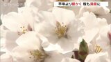 富山でサクラ満開を観測 観測史上最も早く 富山地方気象台 | 富山のニュース|天気・防災|チューリップテレビ