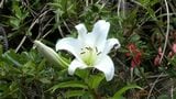 奄美の森に凛と咲く 絶滅の危険性の高い「ウケユリ」 鹿児島 | 鹿児島のニュース|MBC NEWS|南日本放送