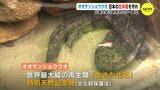 オオサンショウウオ　日本の在来種を守れ　広島大学に研究センター設立　|　RCC NEWS | 広島ニュース | RCC中国放送