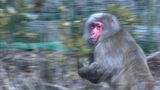 「猿知恵とあなどるなかれ」地域ぐるみでサルの侵入防止柵を設置【岡山・真庭市】 | 岡山・香川のニュース | 天気 | RSK山陽放送