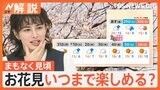 都内の桜 いま何分咲き? 千鳥ヶ淵 靖国神社 上野公園 隅田公園の開花状況は? 見ごろはいつまで?【Nスタ解説】|TBS NEWS DIG