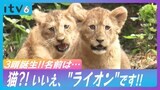 3月に生まれた“愛くるしい”ライオンの子ども 11日から一般公開 なぜかキリンを見つめる姿も… 愛媛・とべ動物園 | 愛媛のニュース - Nスタえひめ|あいテレビは6チャンネル
