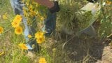 「オオキンケイギク」静岡市で一斉駆除 繁殖力強く生態系に被害及ぼす恐れ 特定外来生物に指定 |TBS NEWS DIG