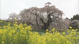 「本当に短かった」三春滝桜、開花1週間で散り始め 旅行会社はバスツアーの期間短縮 福島|TBS NEWS DIG