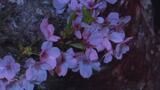 幻想的な夜桜ライトアップ 愛媛・宇和運動公園で「サクラまつり」 | 愛媛のニュース - Nスタえひめ|あいテレビは6チャンネル