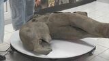 ロシア・シベリアで5万年前の赤ちゃんマンモスの化石 「これまでの中で最も保存状態が良い」|TBS NEWS DIG