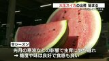 「糖度や味、香りは良好」早くも大玉スイカの出荷始まる【スイカの名産地】熊本・植木地域から関東や関西へ | 熊本のニュース|RKK NEWS|RKK熊本放送
