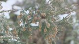 今年の花粉は「ダラダラ飛散」？ここにも暖冬の影響が…例年より飛散早まり飛散量も増　|　福島のニュース│TUF