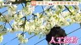 結実確保の切り札は「人工授粉」　学生がさくらんぼの結実に向けたポイントを学ぶ（山形）　|　山形のニュース│TUYテレビユー山形