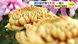 「すばらしい菊に出会えた」愛情込めて育てられた菊が一堂に　福山城で西日本最大規模の展覧会　“福山城”を装飾した作品も|TBS NEWS DIG