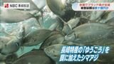 「魚も暴れ 苦しかったと思う」猛暑で赤潮発生し 養殖ブランド魚が全滅 被害総額は数10億円か | 長崎のニュース | 天気 | NBC長崎放送