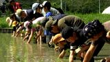 「神様がおいしいと食べてくれるかな」小学生が地域の祭りで使われる「もち米」の田植え【岡山】　|　岡山・香川のニュース | 天気 | RSK山陽放送