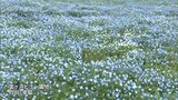 約1万本のネモフィラが見ごろ　日向市「金ヶ浜ビュー園地」|TBS NEWS DIG