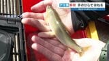 太公望お待ちかね「香魚」ぴちぴち アユ漁解禁 熊本・球磨川水系|TBS NEWS DIG