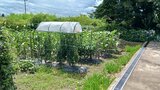 80代男性が自宅近くの畑でクマに襲われけが 病院搬送時は意識ありで会話可能 秋田・横手市|TBS NEWS DIG