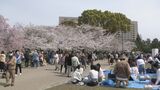 満開の桜の下で歓喜の宴 さくらの名所100選の名古屋・鶴舞公園賑わう|TBS NEWS DIG