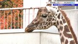 キリン担当者によるキリンのための研究会 岩手初開催の会合に動物園のスタッフや獣医師が集結 盛岡市|TBS NEWS DIG