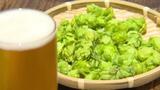 「おいしいビールになればいいな」 久万高原産ホップの収穫最盛期 新たなクラフトビールも開発 | 愛媛のニュース - Nスタえひめ|あいテレビは6チャンネル