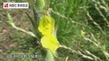 希少植物“タヌキアヤメ” 北限の福江島で黄色い花を咲かせる|TBS NEWS DIG
