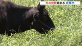 「牧草食べて次の世代に」広島県庄原市で牛の放牧始まる|TBS NEWS DIG