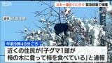 「たいがい冬眠するのかなと思うけど…」スキー場近くの柿の木にクマ 約4時間後に緊急銃猟 新潟・南魚沼市 | 新潟のニュース・天気|BSN NEWS|BSN新潟放送