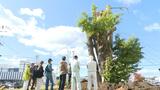 「これからも戦いは続く」樹齢550年の「毘沙門のイチョウ」樹木医の治療実りナラタケ病感染も回復傾向|TBS NEWS DIG