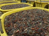 「神頼みのおかげ」ホタルイカ1000キロ揚がった!最低3匹の不漁から一転…生ホタルイカしゃぶしゃぶも始まる|TBS NEWS DIG
