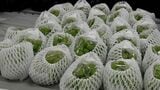 丹精込めて作った高級ブドウがごっそり ビニールハウスから栽培中のブドウ約200房を盗んだ疑いで男(42)を逮捕 自宅からは約300房を発見【岡山】|TBS NEWS DIG