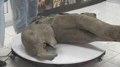 ロシア・シベリアで5万年前の赤ちゃんマンモスの化石 「これまでの中で最も保存状態が良い」| TBS CROSS DIG with Bloomberg