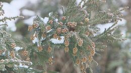 「これ、花粉症かな?」と思ったら…風邪?それとも花粉症?見分けるポイントは『症状と時間帯』|TBS NEWS DIG