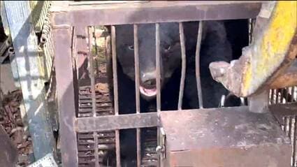 平年より出没が多い見込み」宮城県がクマ出没シーズン予報 餌となる