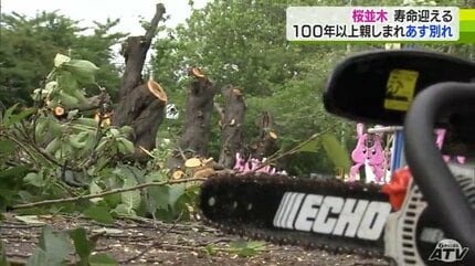 100年以上親しまれた桜並木の伐採進む…全国で直面する課題