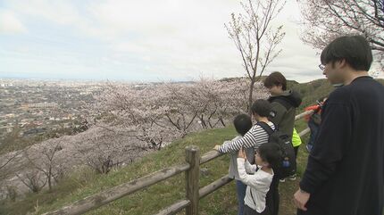 眼下に広がる山一面のサクラ 約1300本が満開迎えた金沢市高尾城跡