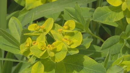 黄色い花と思ったら“葉の一種” 県の絶滅危惧種“ノウルシ”が見ごろに