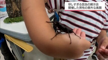 主催者は自衛隊員 転勤で標本集めに拍車 400種類1500匹の虫の標本を