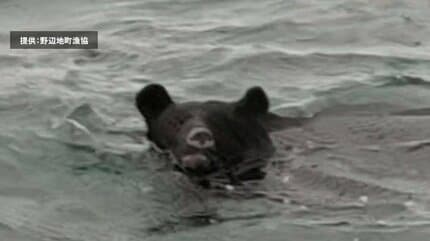 動画あり】「クマ」海を泳ぐ様子が撮影される 体長1.5m・体重140kgの