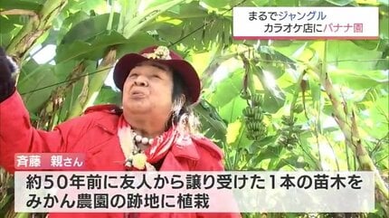 まるでジャングル・・・カラオケ店にバナナ5万本！1本の苗木から50年