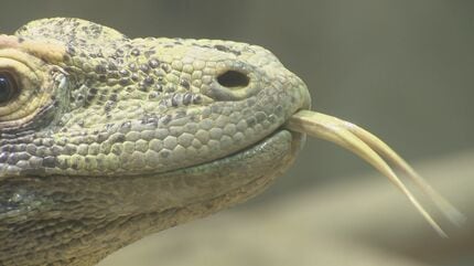 カワイイ顔で鶏を丸のみ “捕食スイッチ”入ると…世界最大のトカゲ