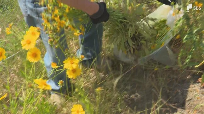 「オオキンケイギク」静岡市で一斉駆除 繁殖力強く生態系に被害及ぼす恐れ 特定外来生物に指定 |TBS NEWS DIG