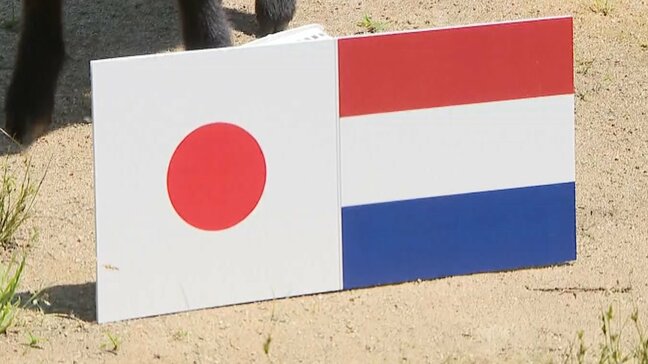 W杯開幕!オランダ初戦へ福岡も熱気 品薄の代表グッズ、太宰府天満宮には青いおみくじも 勝敗占う”黒ヤギ”の大胆予想は?|TBS NEWS DIG