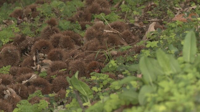 栗拾いの75歳男性がクマに襲われ大けが  頭から出血・左腕骨折「親子のツキノワグマに遭遇した」岐阜・高山市|TBS NEWS DIG