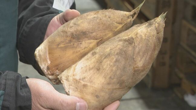 “春の味覚”タケノコが高い 去年の1.5倍の値段…理由は台風や冷え込み　今後どうなる？ 高値の続いた野菜は？|TBS NEWS DIG