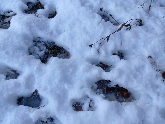 【現場】クマのものと思われる足跡がはっきりと...親子とみられるクマ2頭目撃　天童市山元（山形）　|TBS NEWS DIG