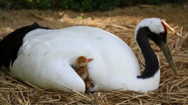 タンチョウのヒナ2羽が生まれる 岡山後楽園|TBS NEWS DIG