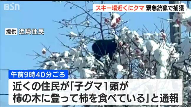 「たいがい冬眠するのかなと思うけど…」スキー場近くの柿の木にクマ　約4時間後に緊急銃猟　新潟・南魚沼市|TBS NEWS DIG