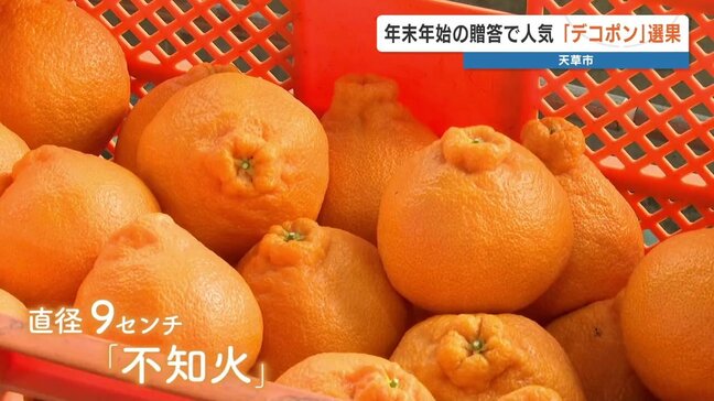 “年末年始の贈答品” 柑橘類の高級果実「デコポン」の選果　熊本県天草市|TBS NEWS DIG