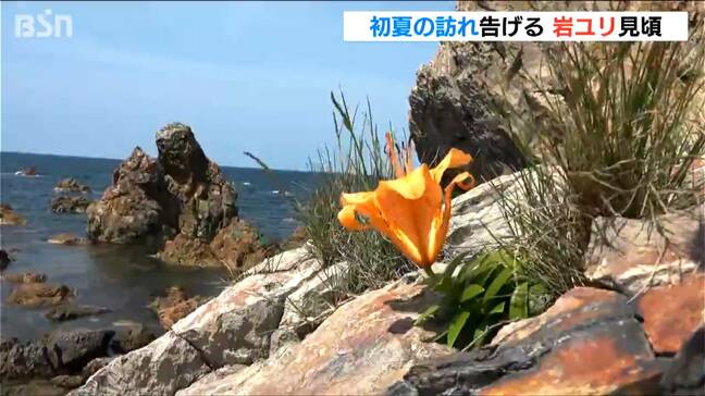 “青い海にオレンジの花” 初夏の訪れを告げる満開の『岩ユリ』が観光客を魅了　新潟・佐渡市|TBS NEWS DIG