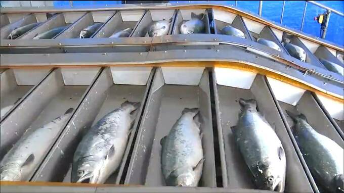 「ここ１２年で最も遅い初水揚げ」養殖ギンザケの水揚げ始まる　宮城・南三陸町|TBS NEWS DIG